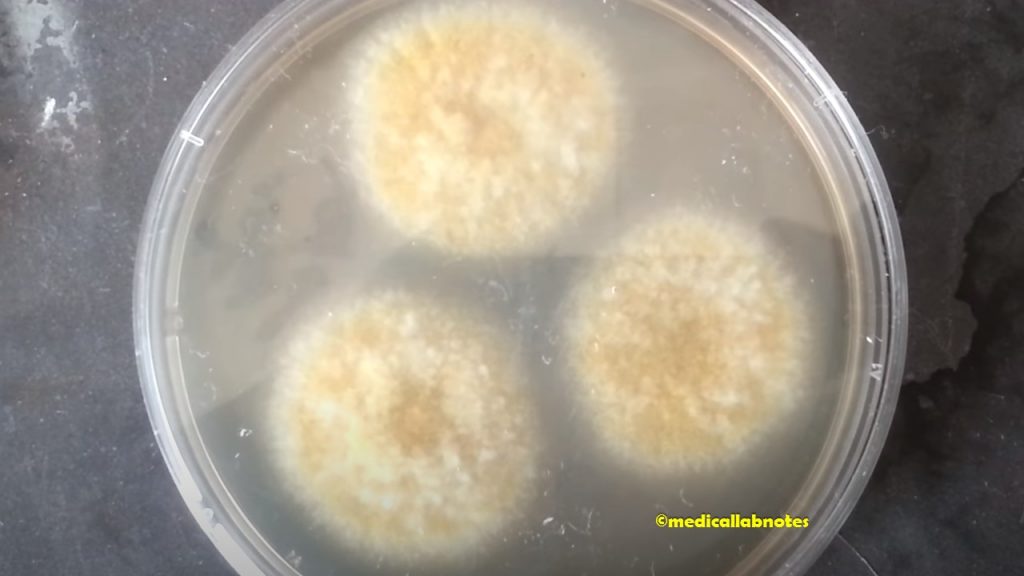 Aspergillus flavus Colony Characteristics on Czapek Dox Agar
