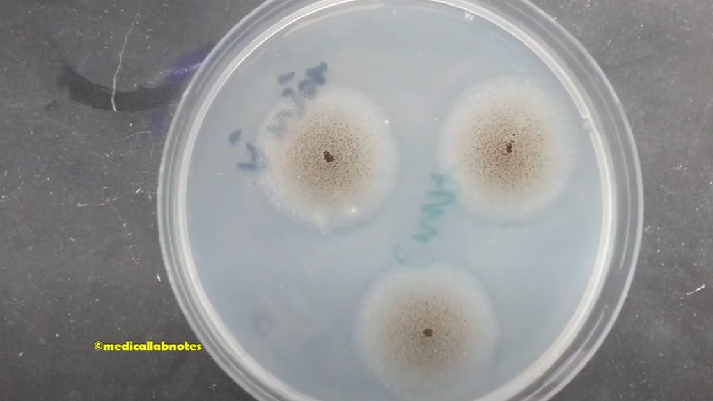 Aspergillus niger colony characteristics on Cornmeal Agar (CMA)