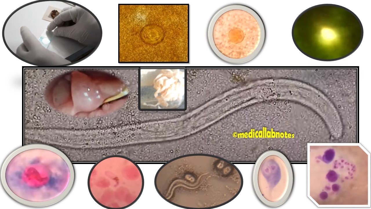 Atlas of Parasites: Introduction, List of Contents, and Description