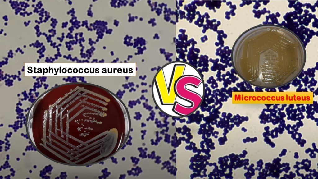 Differences Between Staphylococcus and Micrococcus