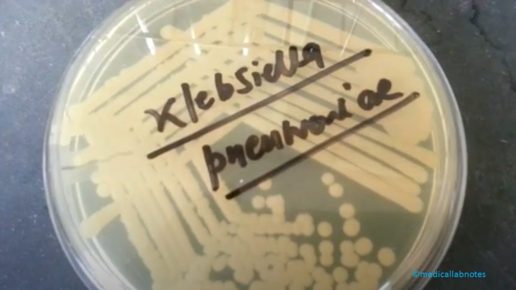 Klebsiella pneumoniae growth on Muller-Hinton agar