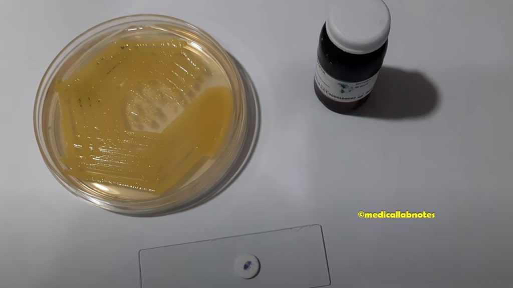 Oxidase positive Micrococcus luteus demonstration