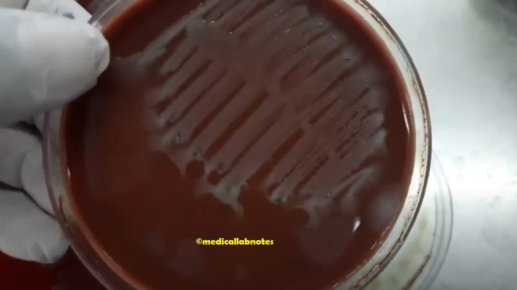Salmonella growth on chocolate agar after subculturing from a positive blood culture bottle