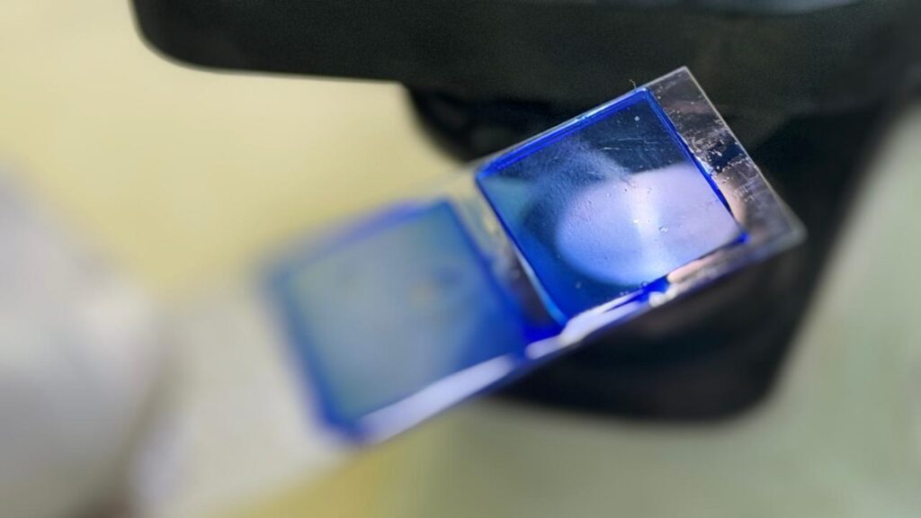 Close-up view of a glass microscope slide with Lactophenol Cotton Blue (LPCB) tease mount of fungal culture under light illumination