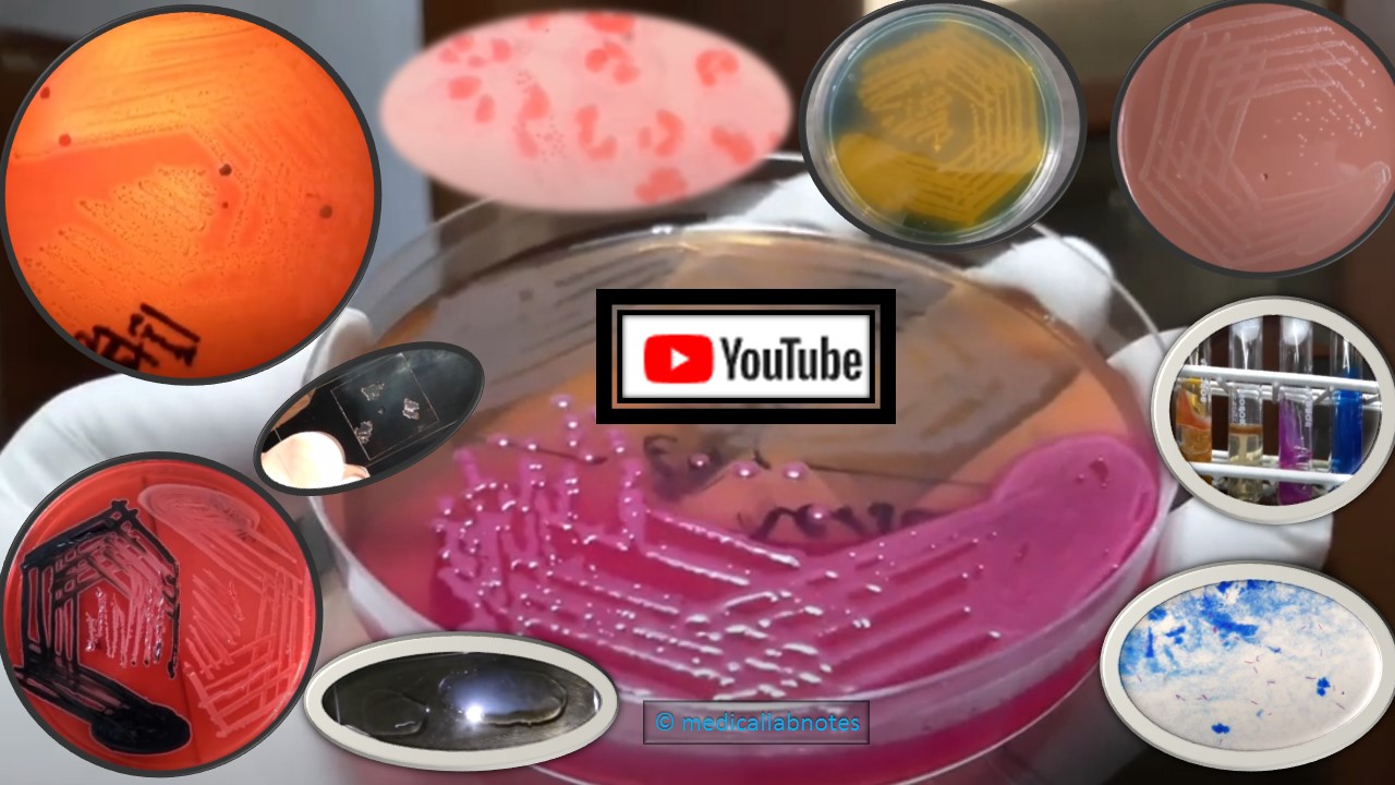 Bacterial Video Clips: Introduction, List of Bacteria, and Bacterial Footages with Short Description