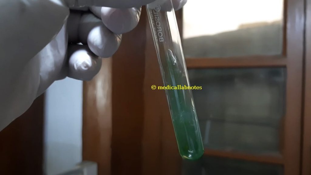 E. coli biochemical reaction in citrate agar