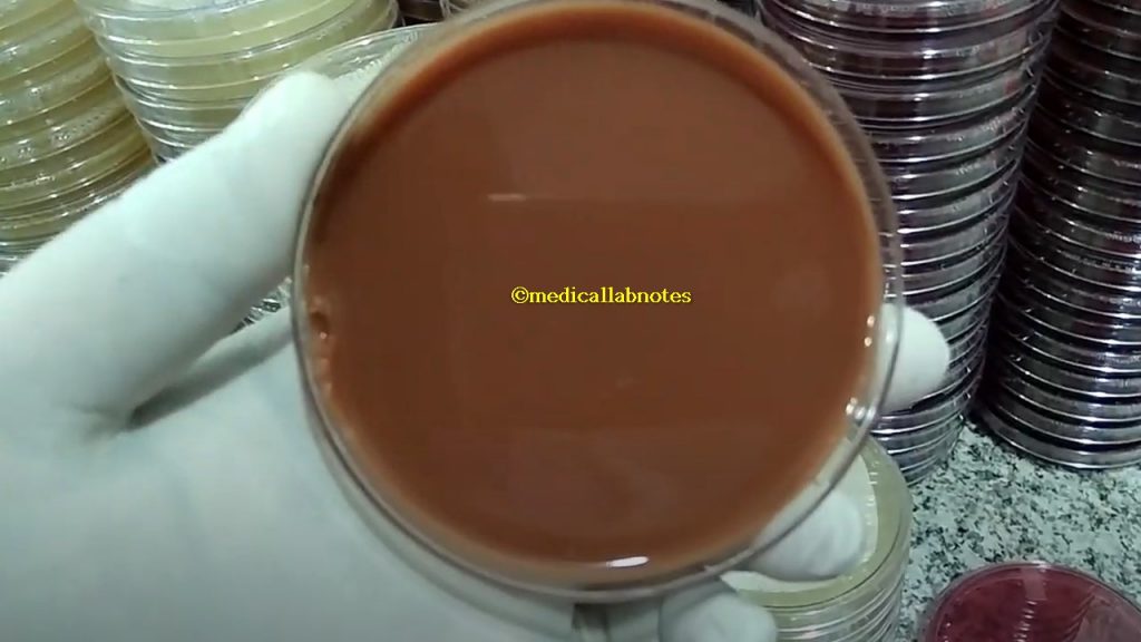 Freshly prepared chocolate agar without inoculation