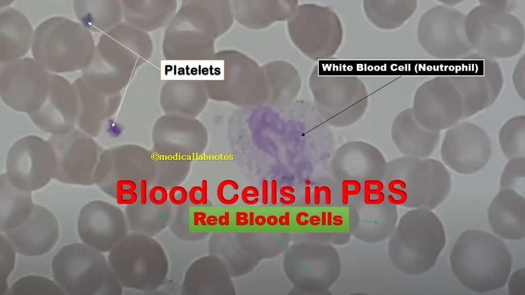 Red blood cells, platelets and white blood cells in PBS demonstration