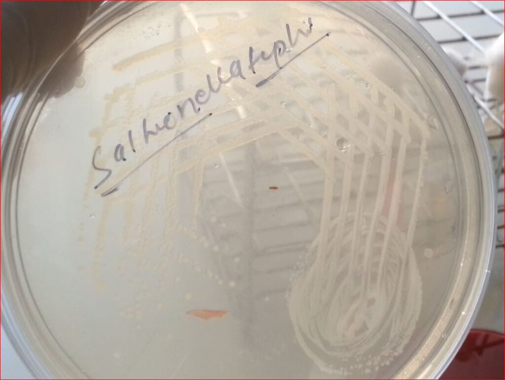 Salmonella Typhi Colony Morphology on Nutrient Agar