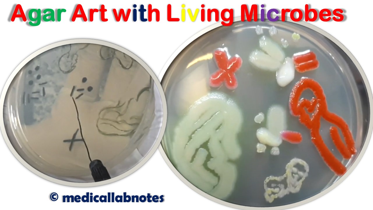 Agar Art with Living Microbes: Introduction, Requirements, Making Procedure, Application, and Keynotes