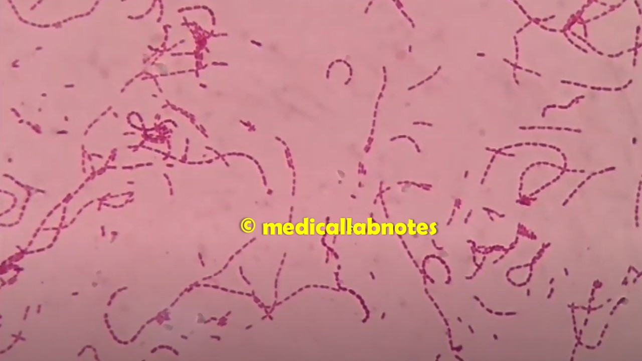Some Typical Arrangements of Bacteria List, Keynotes, and, Few