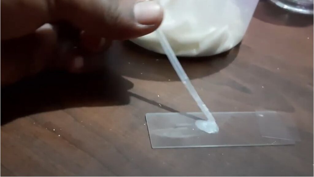 Wet mount preparation of curd or dahi for microscopy
