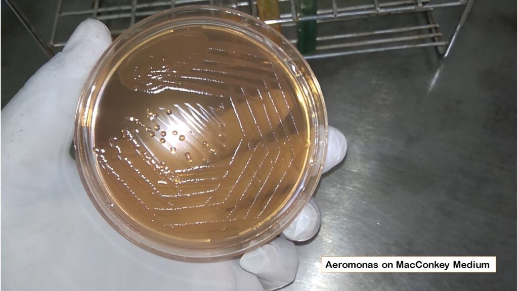 Aeromonas hydrophila colony characteristics on MacConkey agar 