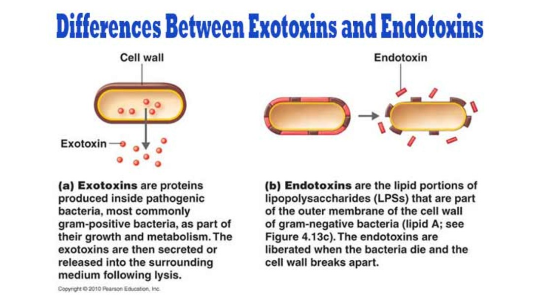 Exotoxins and Endotoxins: Introduction, Differences, and Keynotes