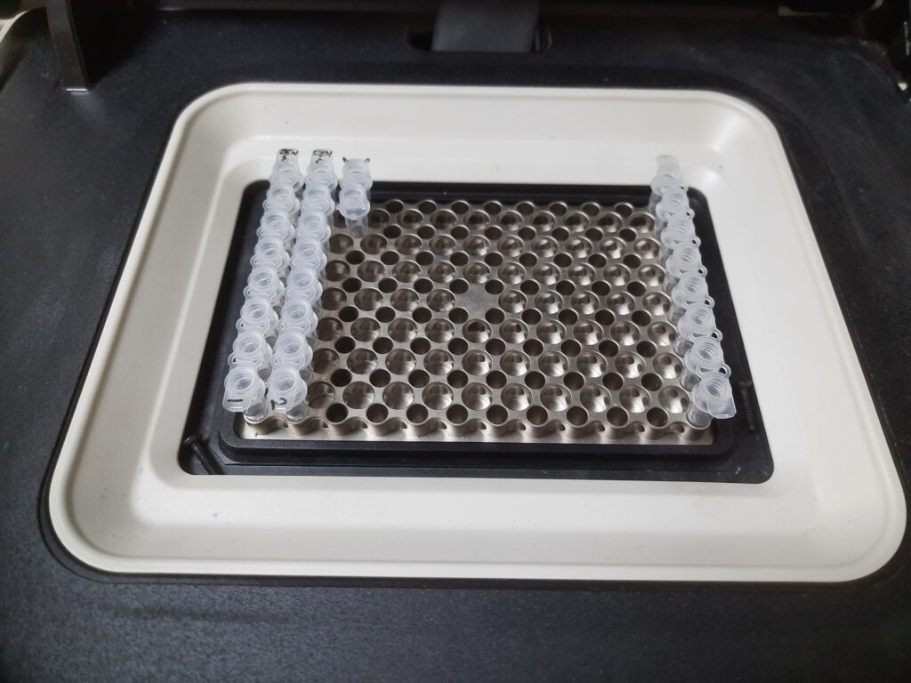 Loaded PCR tubes having template and master mix for serotyping of Dengue Virus