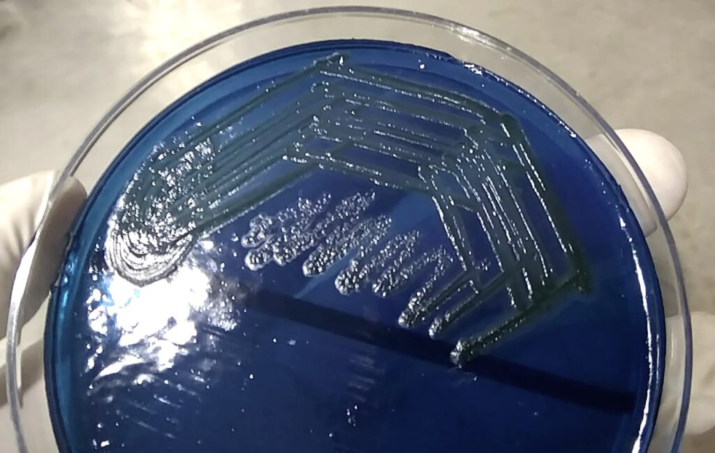 Aeromonas hydrophila colony characteristics on CLED agar