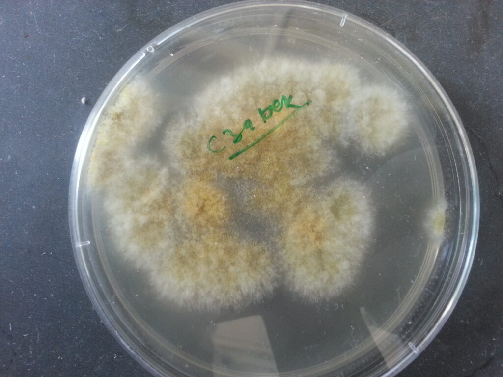 Aspergillus flavus colony characteristics on Czapek-Dox agar Demonstration