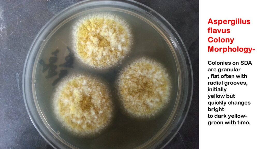 Aspergillus flavus colony morphology on Czapek-Dox agar