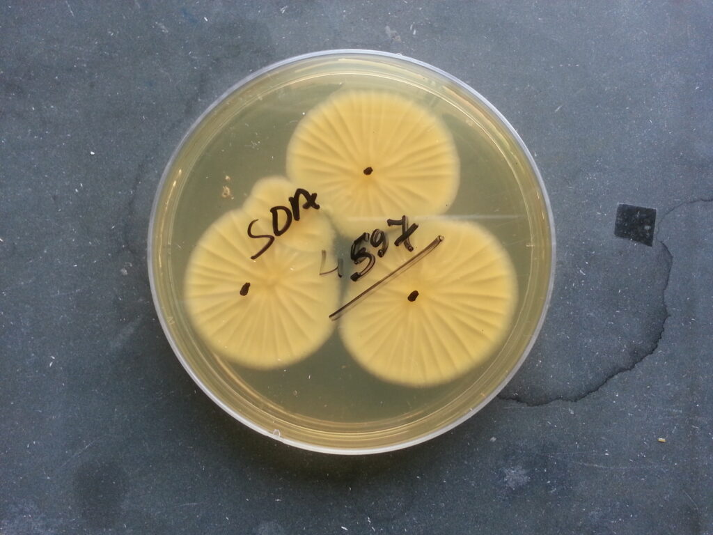 Aspergillus fumigatus growth on SDA-back side