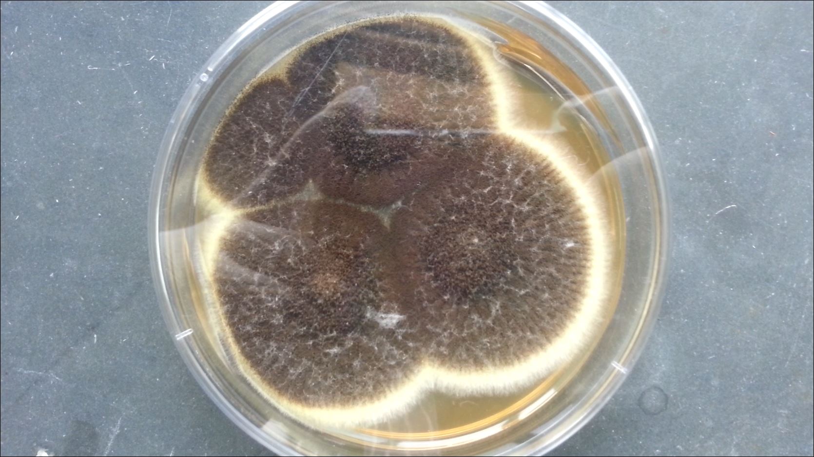 Aspergillus niger Colony Morphology on Sabouraud Dextrose Agar (SDA) after 3 days of incubation