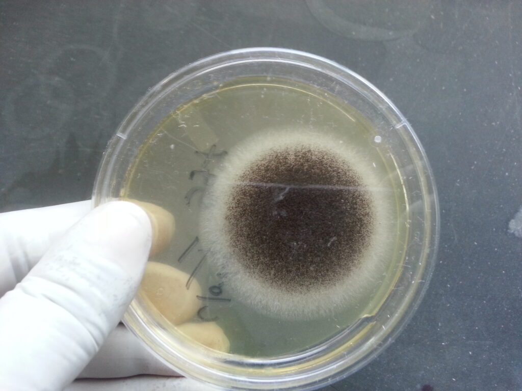 Aspergillus niger colony characteristics on SDA