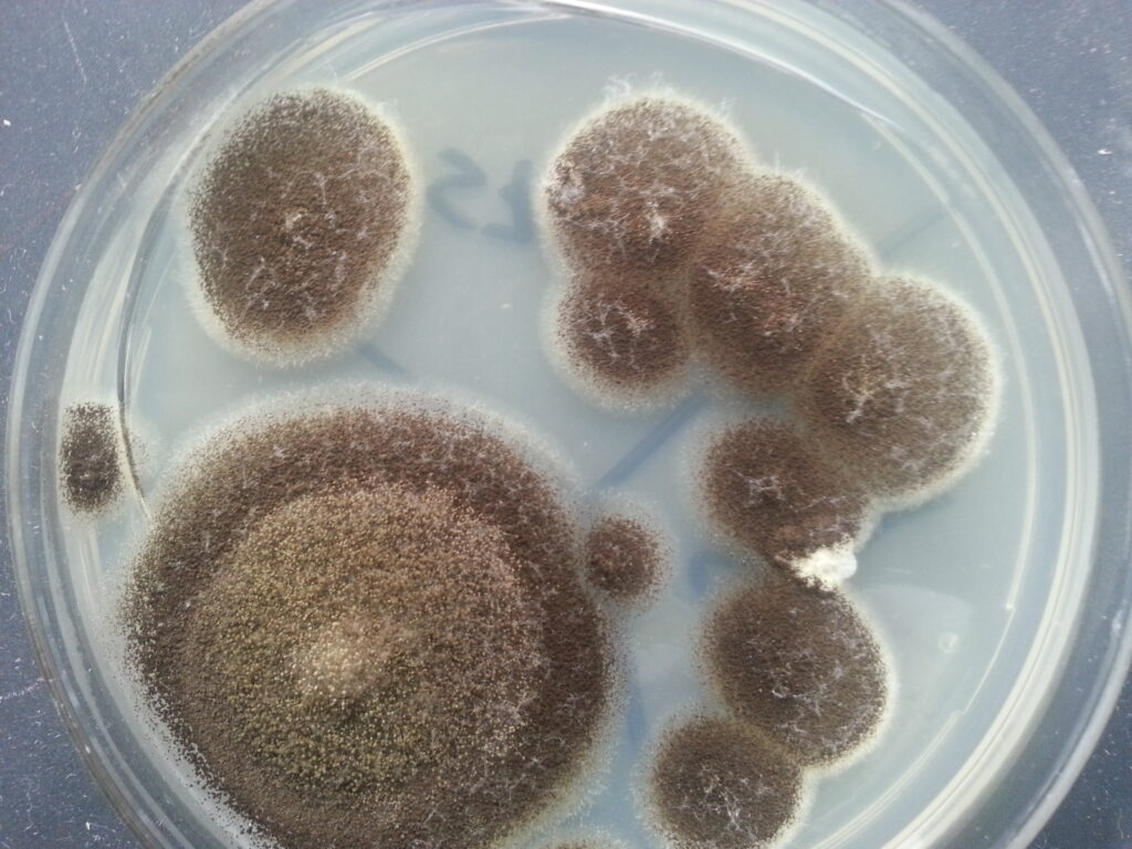 Aspergillus niger colony morphology