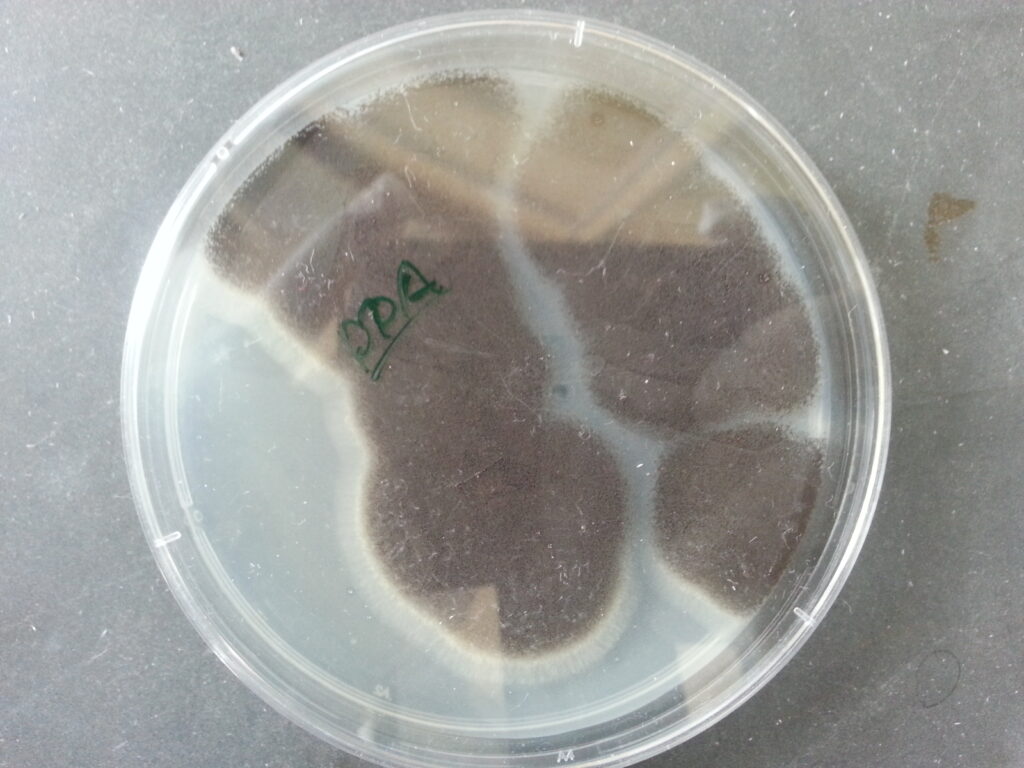 Aspergillus niger colony morphology on Potato Dextrose agar (PDA)