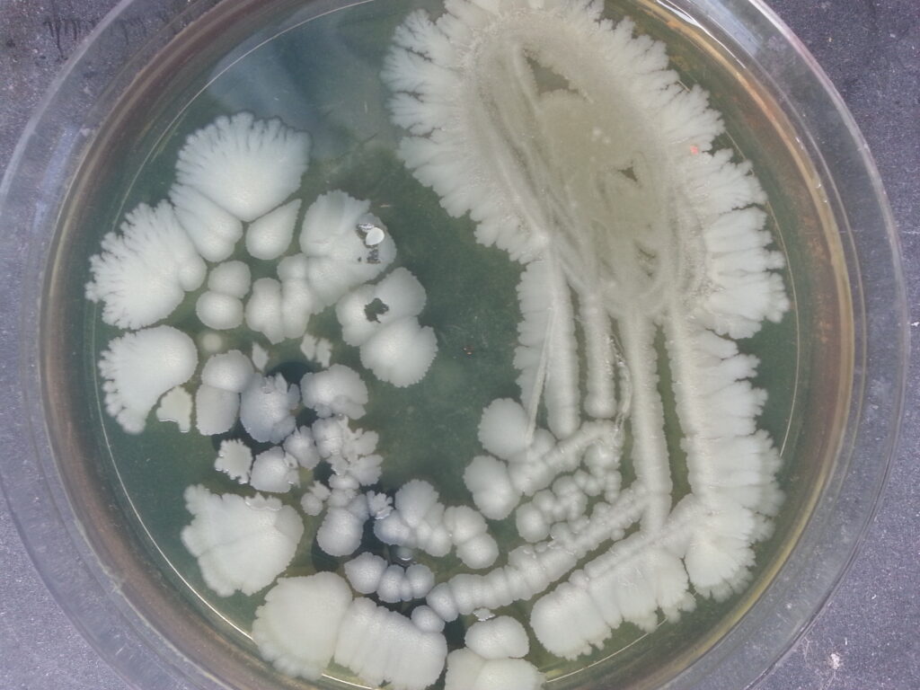 Bacillus species colony morphology