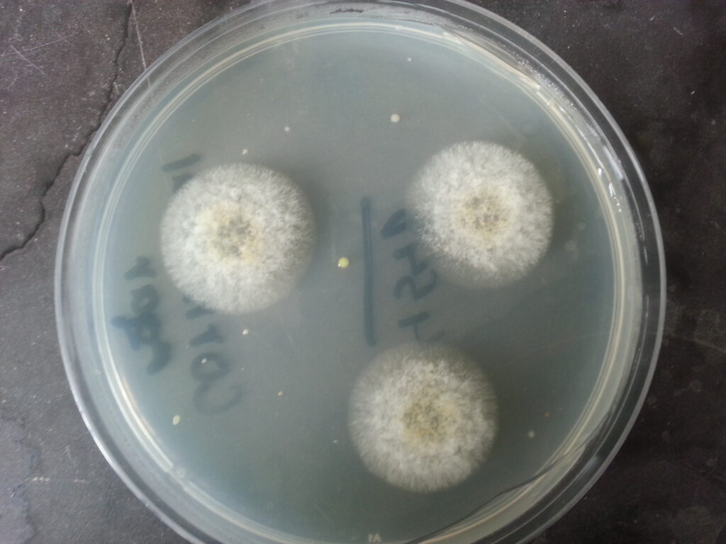 Colony Morphology of Aspergillus flavus  on cornmeal agar (CMA) demonstration