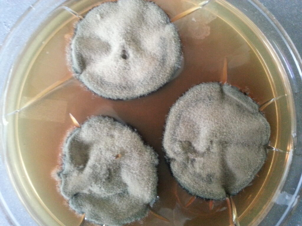 Curvurlaria colony morphology on SDA