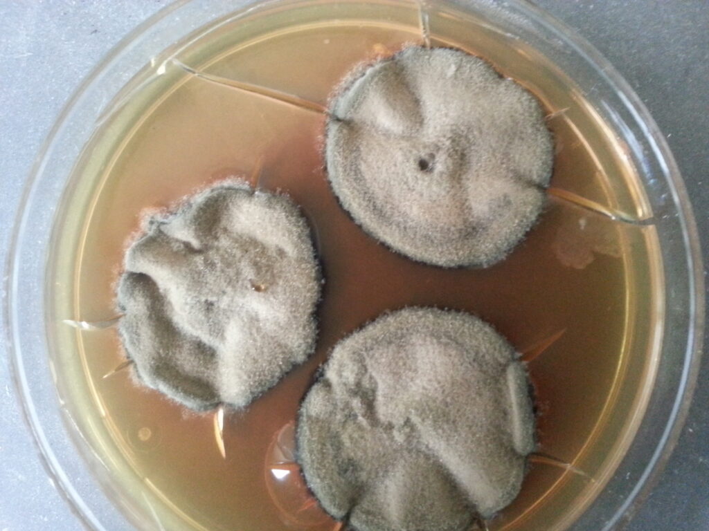 Dematiaceous fungus colony morphology on SDA