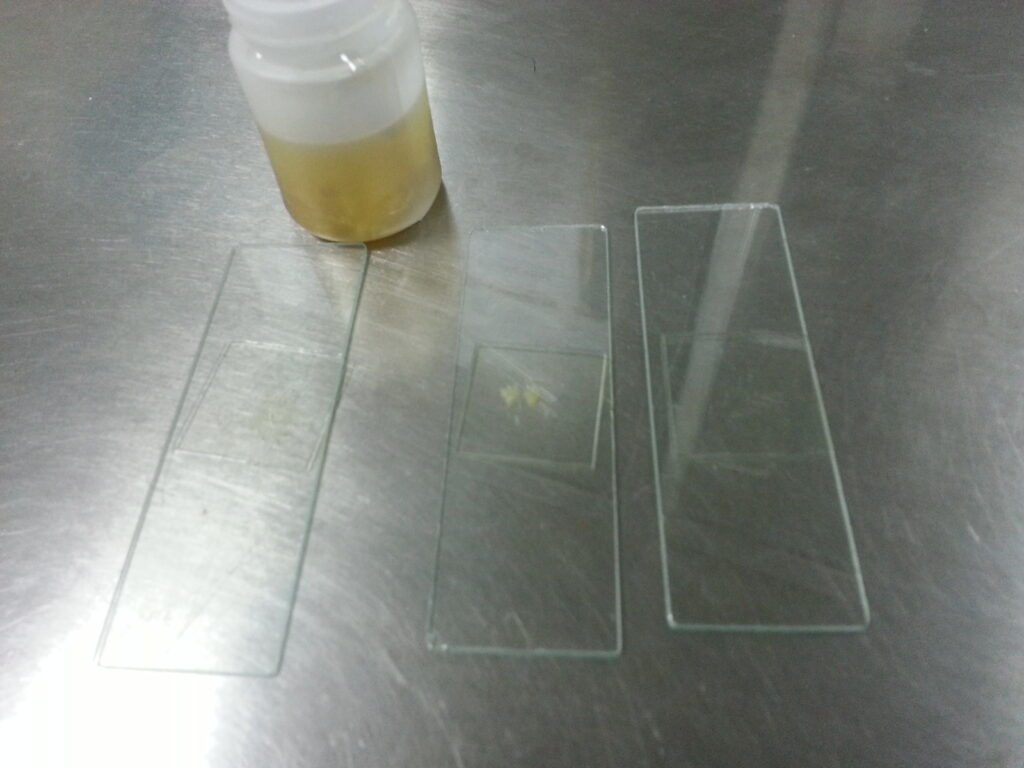 Feces wet mount preparation for microscopy