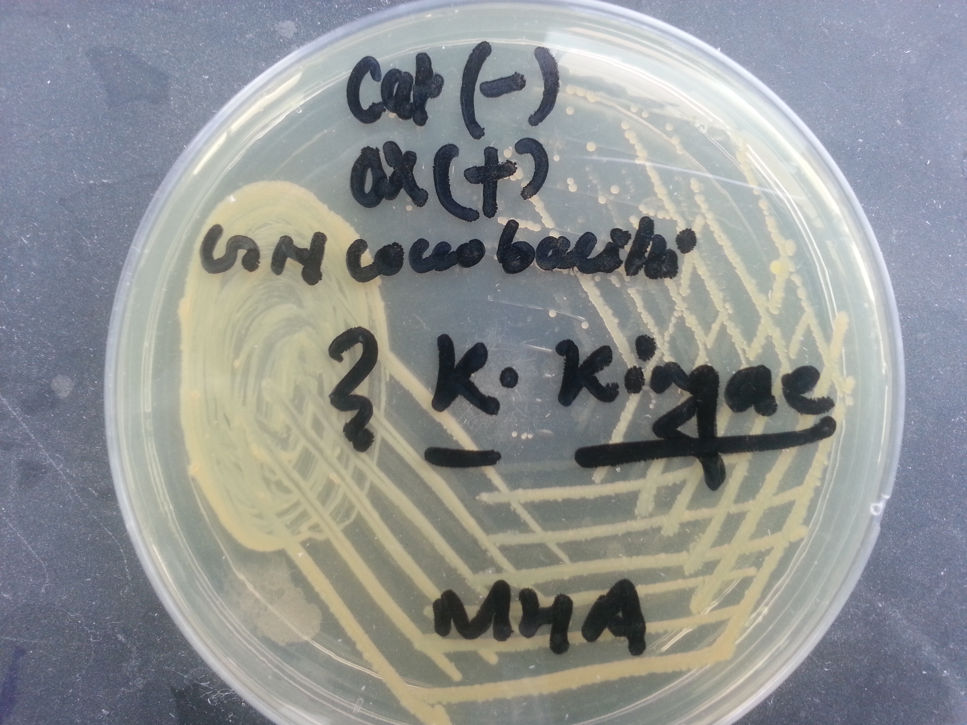 K. kingae growth on MHA agar