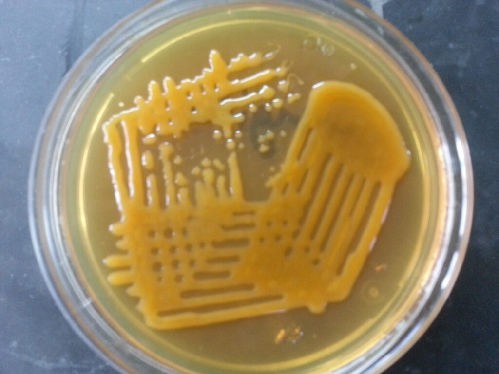 Light yellow mucoid colony of bacteria on MHA