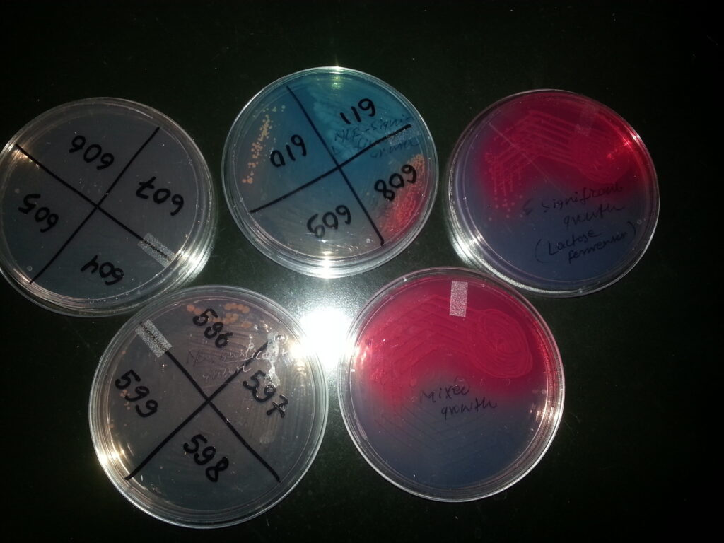 Mixed and pure growth of bacteria on CLED agar demonstration