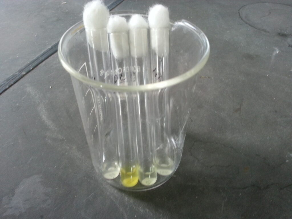 ONPG disk test positive bacteria (yellow colour in a tube)