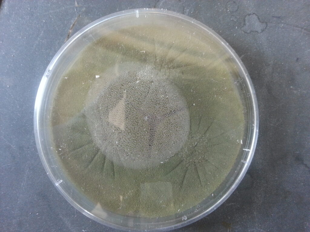 Penicillium Colony Morphology on Czapek-Dox agar