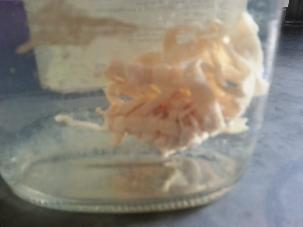 Preserved adult tapeworm in formalin