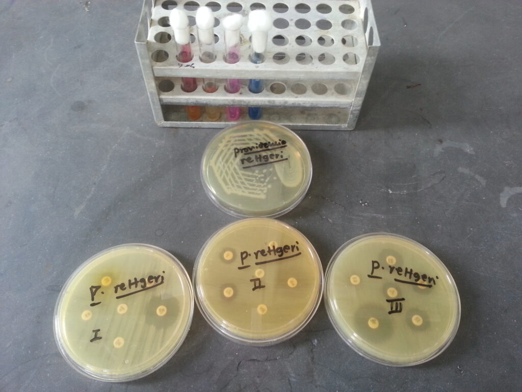 Providencia rettgeri isolated colony, biochemical reactions in TSI, SIM, Citrate and Urea agar plus antibiogram pattern on MHA