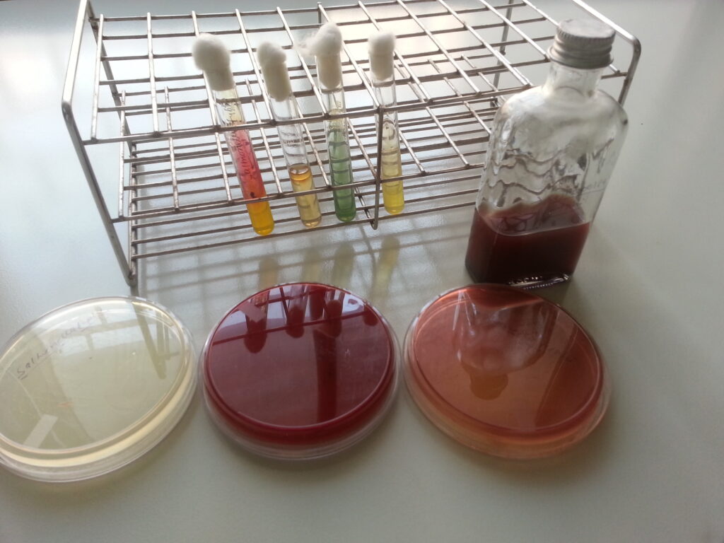 Salmonella Typhi growth on blood culture bottle, nutrient agar, blood agar, MacConkey medium and biochemical test media (TSI, SIM, urea and citrate agar)