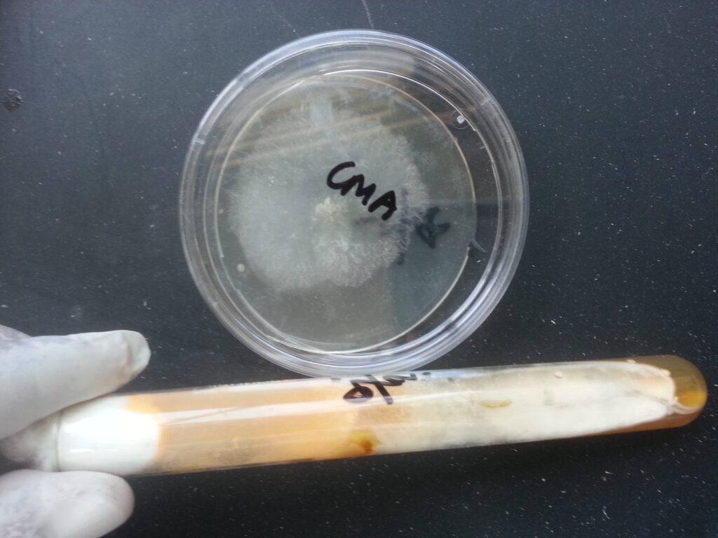 Scopulariopsis species colony characteristics on cornmeal agar (CMA) and potato dextrose agar (PDA)