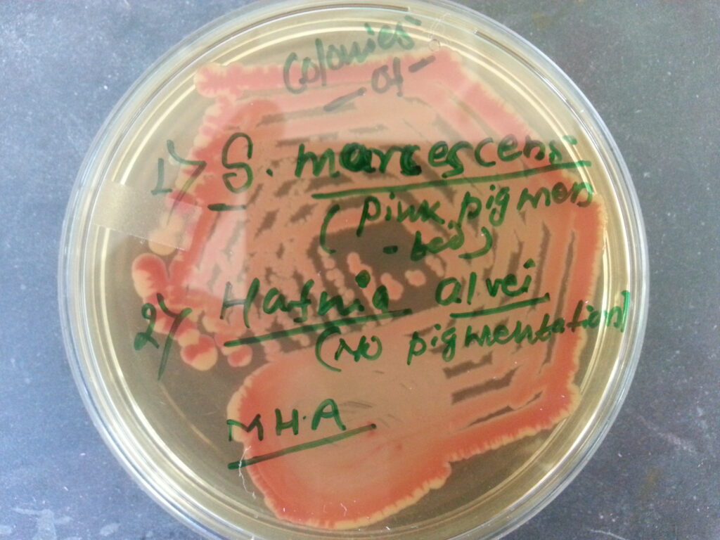 Serratia marcescens and Hafnia alvei growth on Muller-Hinton agar (MHA) subcultured from MacConkey medium having mixed growth. It is proceeded 
for pure colony isolation and pus was specimen.