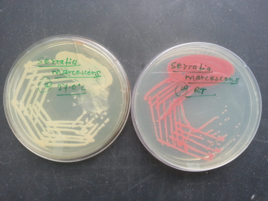 Serratia marcescens with pigment and without pigment expression