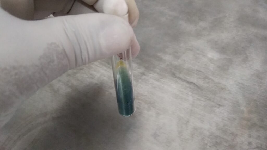 Sphingobacterium Citrate test