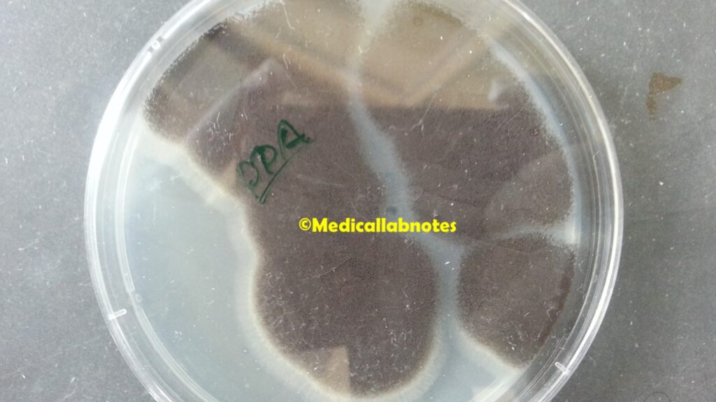Aspergillus niger colony morphology on PDA