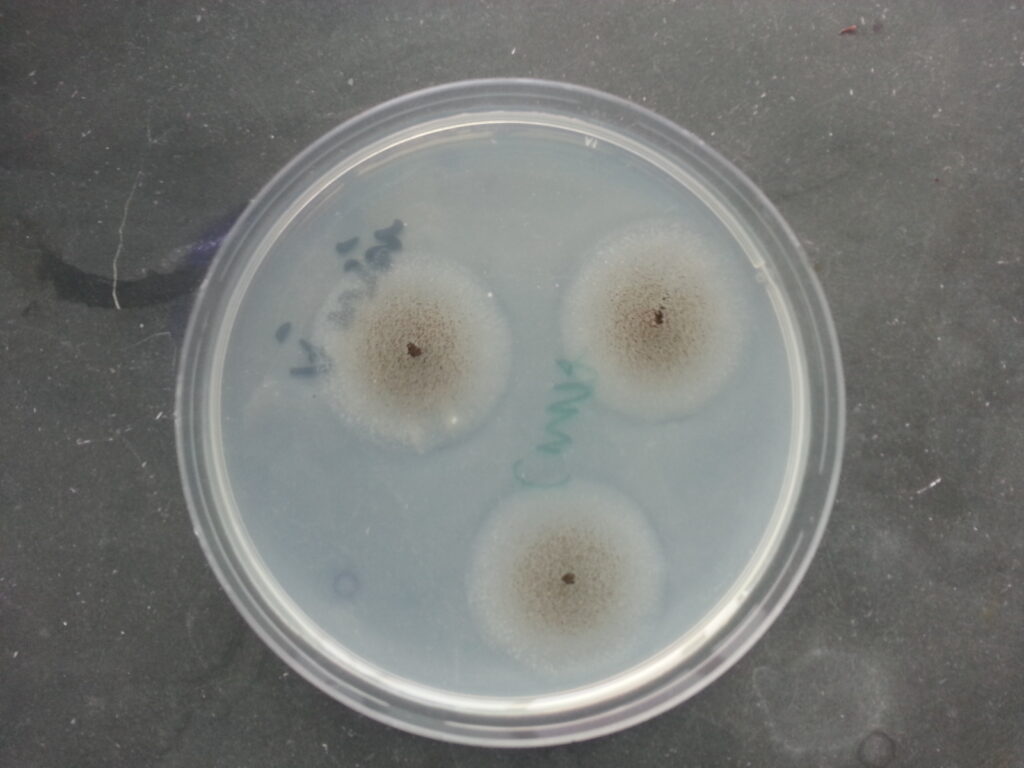 Aspergillus niger growth on cornmeal agar (CMA)
