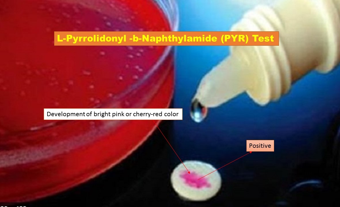 L-pyrrolidinyl-β-naphthylamide (PYR) Test-Positive