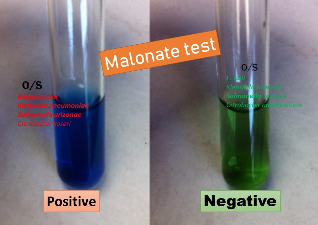 Malonate Test Positive and Negative bacteria