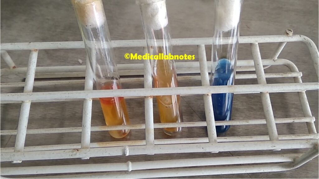 Biochemical Reactions of Klebsiella oxytoca in MIU agar, TSI and Citrate medium