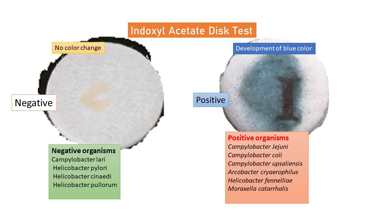 Indoxyl Acetate Disk Test-Positive and Negative Results